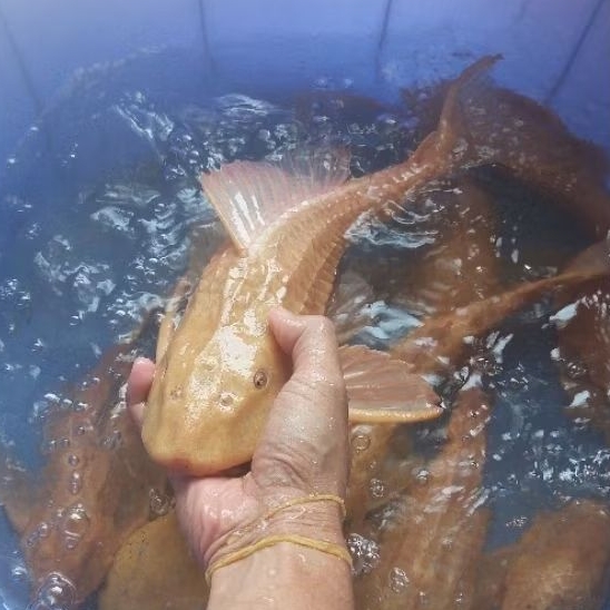 BIBIT IKAN SAPU SAPU ALBINO SIZE JUMBO