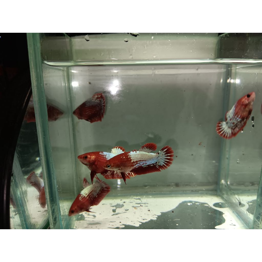 Fccp Male And Female