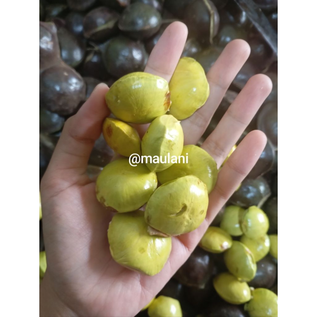 

jengkol siap sambal, jengkol tua sambal, jengkol siap dimasak dijamin tua