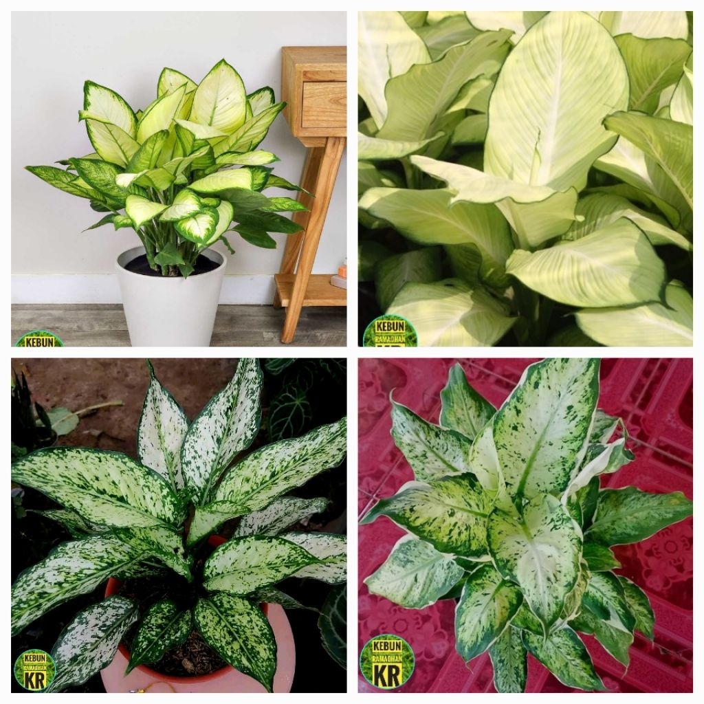 PAKET 4 TANAMAN AGLONEMA BESAR  DAN RIMBU COCOK UNTUK HIASAN RUANGAN