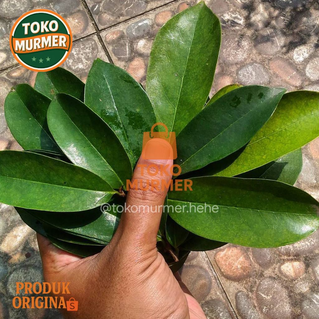 

Daun sirsak segar kualitas super dan bersih 50 lembar_Toko murmer