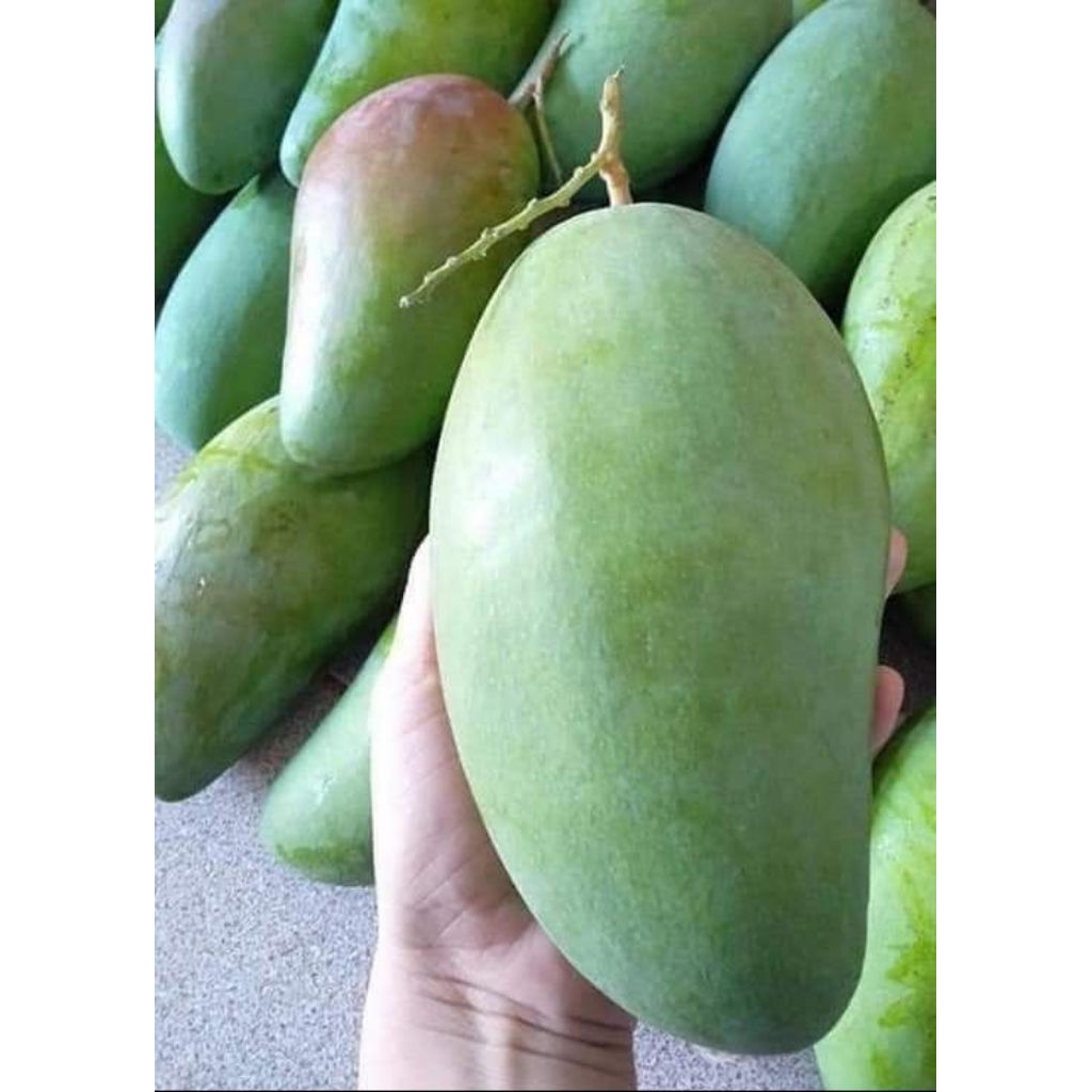 

mangga kiojay butiran | mangga kiojay Thailand