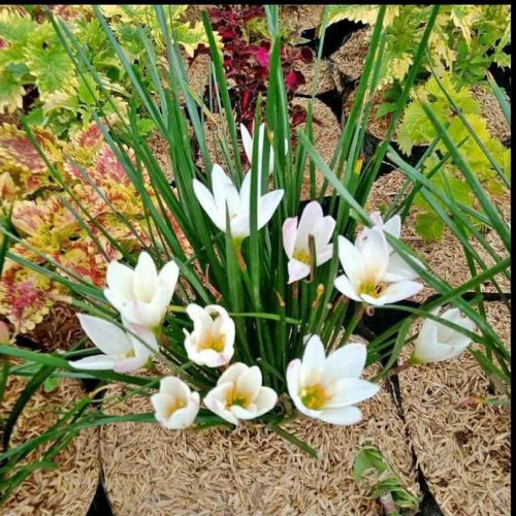 Tanaman hias kucai tulip putih | bunga kucai putih | tulip putih