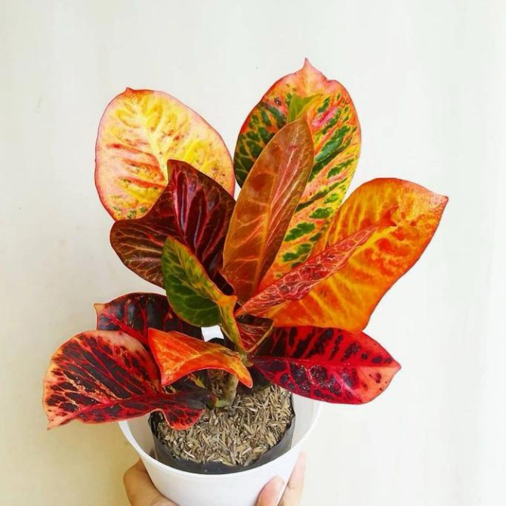 Tanaman hias puring worton | puring worton