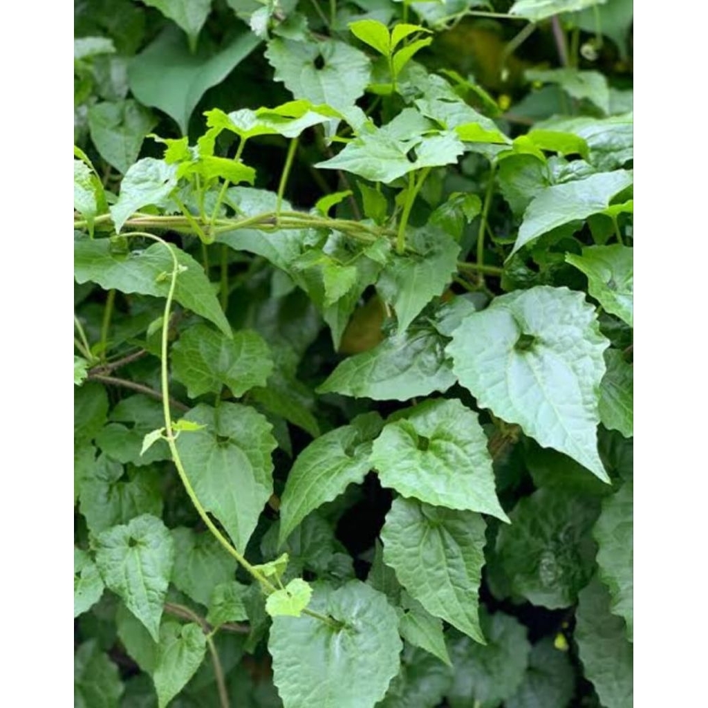 

DAUN SEMBUNG RAMBAT DAUN BALAKACIDA SEGAR. 250 GRAM