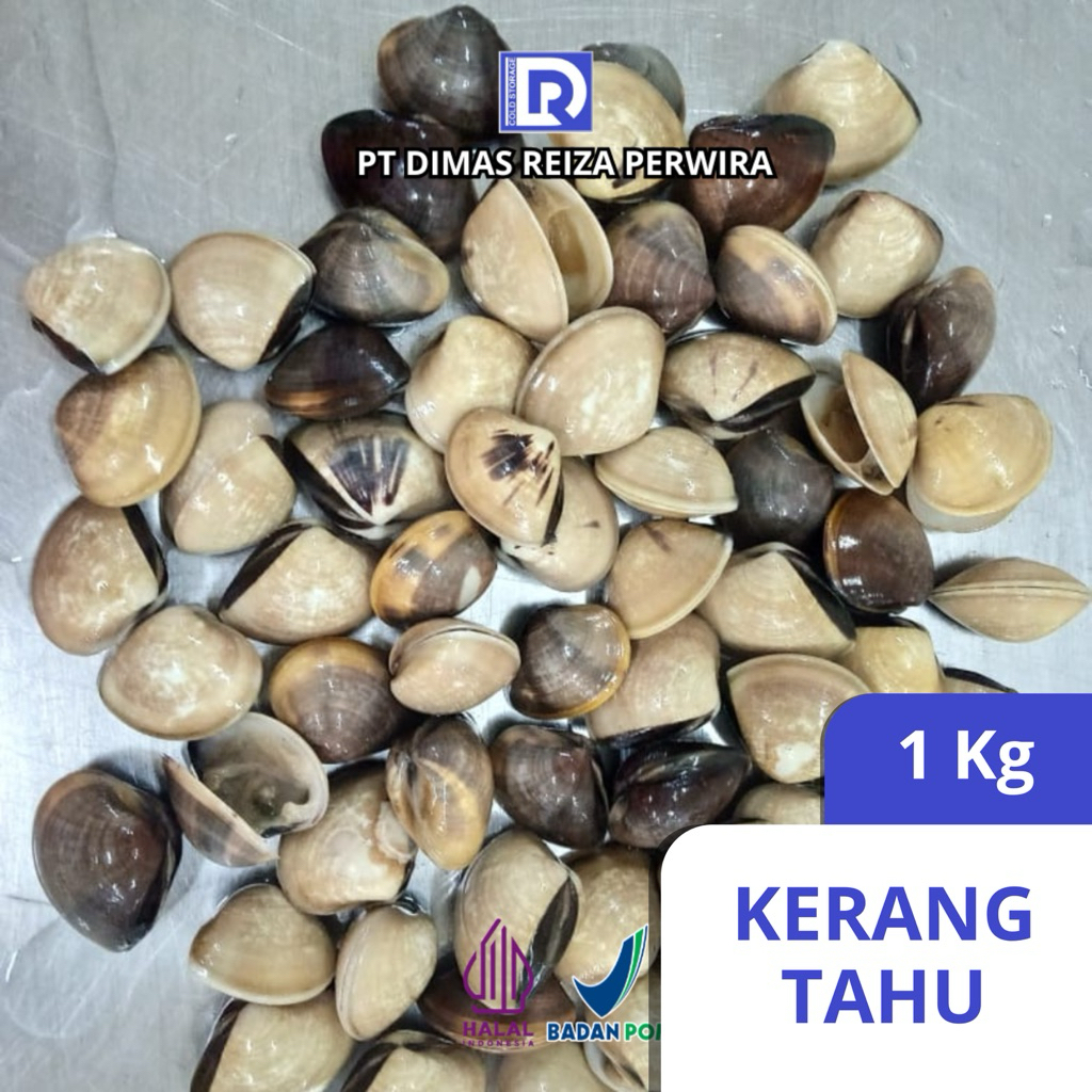 

drpseafood Kerang Tahu 1 kg segar dan berkualitas