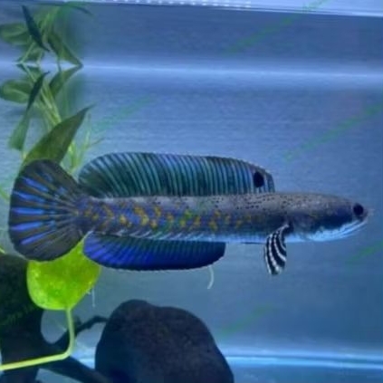 Channa Blue Pulchra 7-10Cm Good Quality Hiasan Aquarium