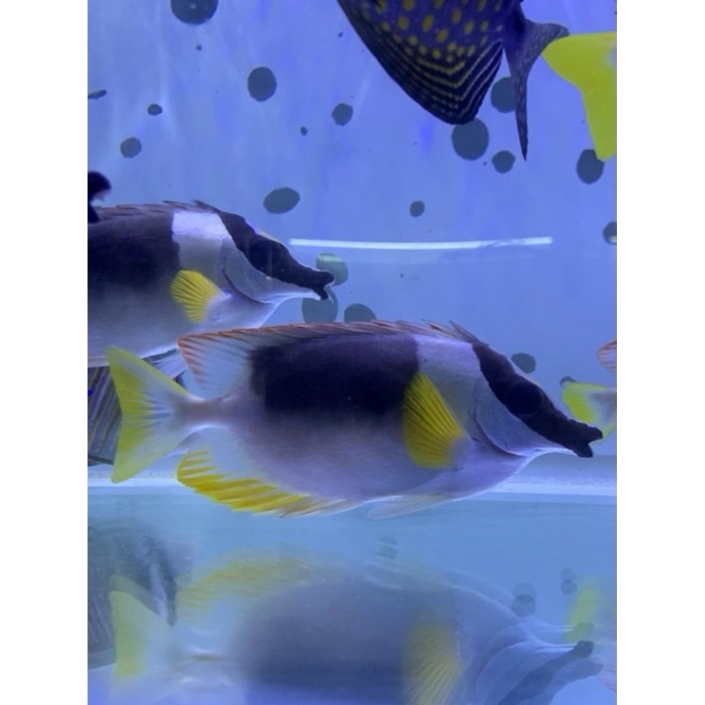 Ikan Hias Air Laut Samadar Cicit Padang