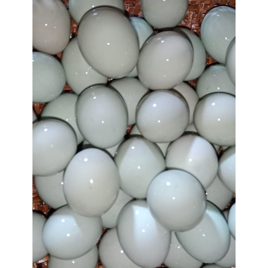 

TELOR BEBEK MENTAH PER BUTIR