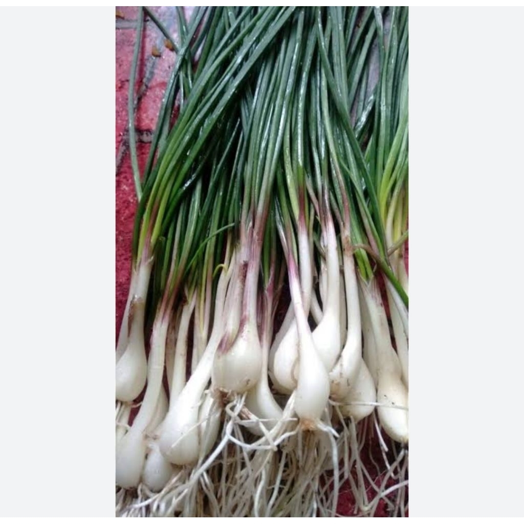 

BAWANG BATAK BAWANG LOKIO /KUNCAI 350gr