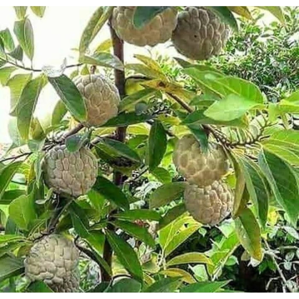 Oppashop_ Bibit Srikaya Jumbo Tanpa Biji Cpt Berbuah Beli 3 Bonus 1