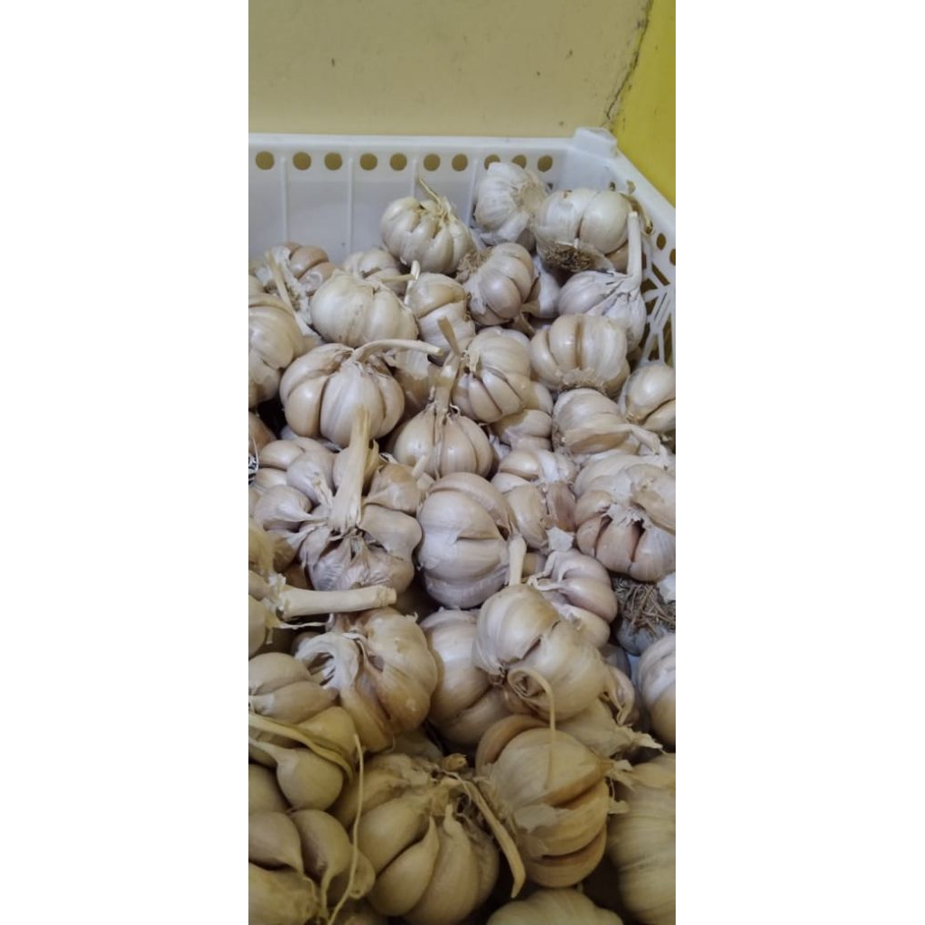 

bawang putih 250 gram