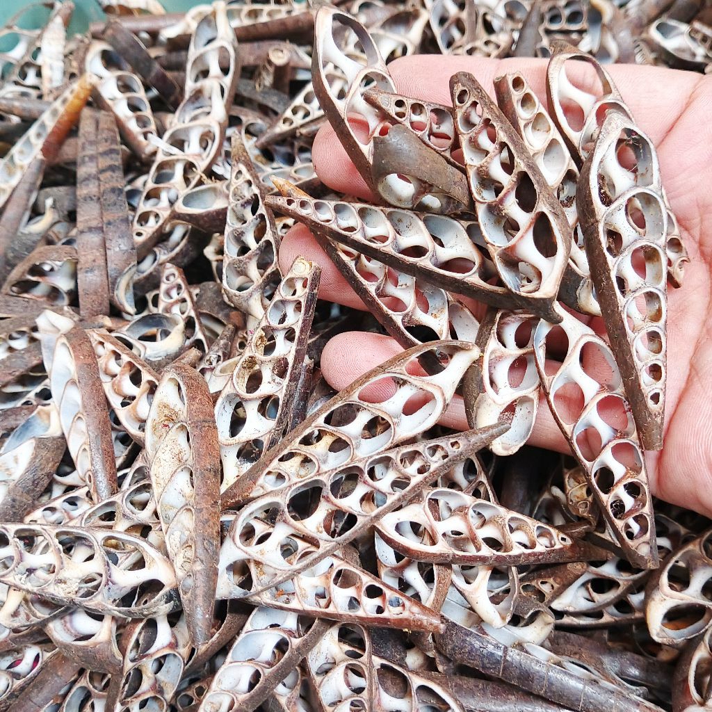 

kerang potong hitam 100 gr - ecer kerang potong - kerang potong bahan kerajinan - kerang belah