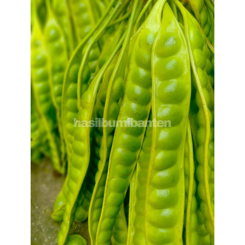 

PETE PETAI TUA SUPER 60 PAPAN LONJOR