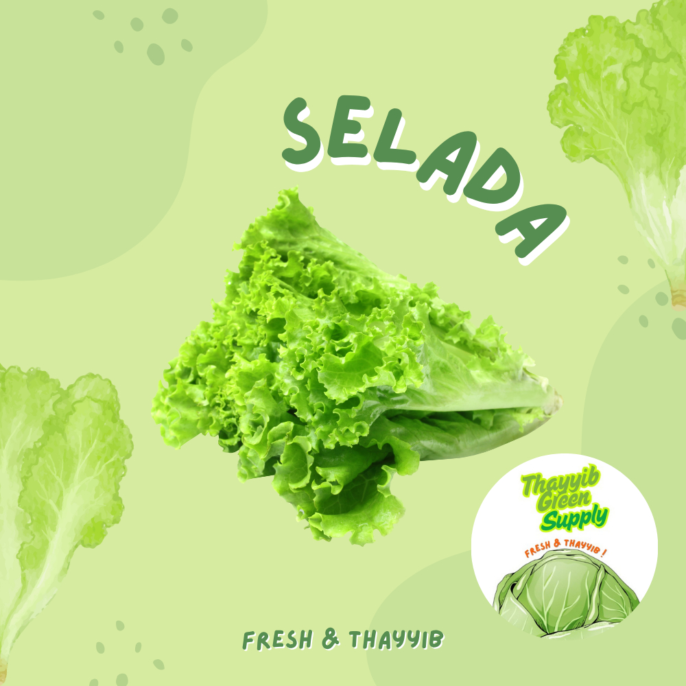 

SELADA SEGAR / DAUN SELADA FRESH / SAYUR SELADA 500 GR - THAYYIB GREEN SUPPLY