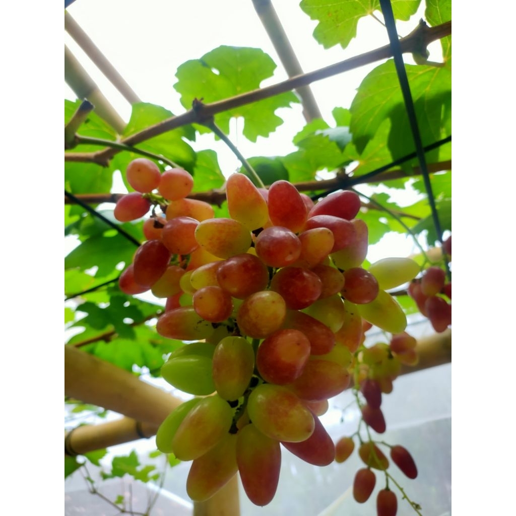 

Bibit Anggur Valencia