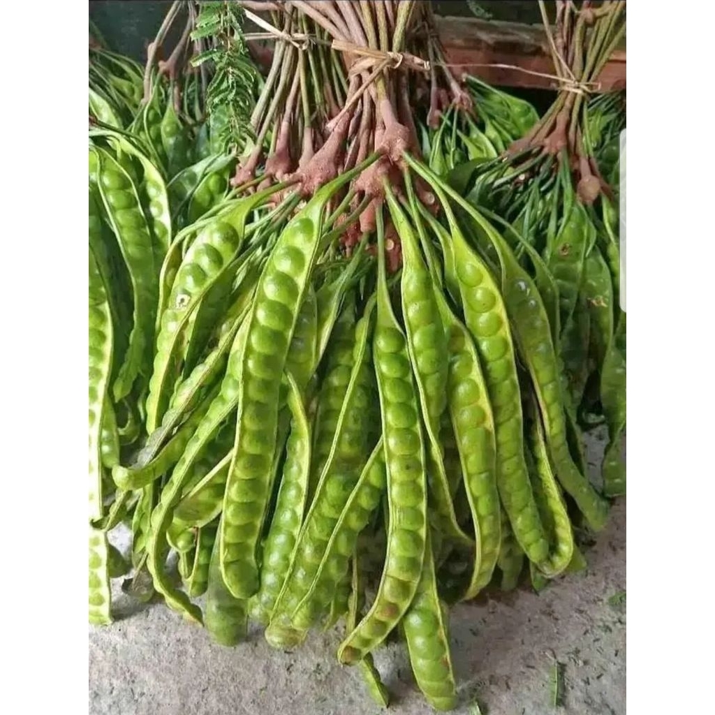 

PETE / PETAI 1 Lonjor isi 10-an Biji