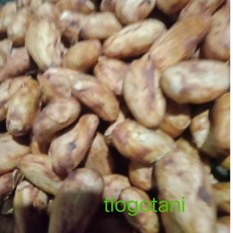 

biji coklat kering 500grm