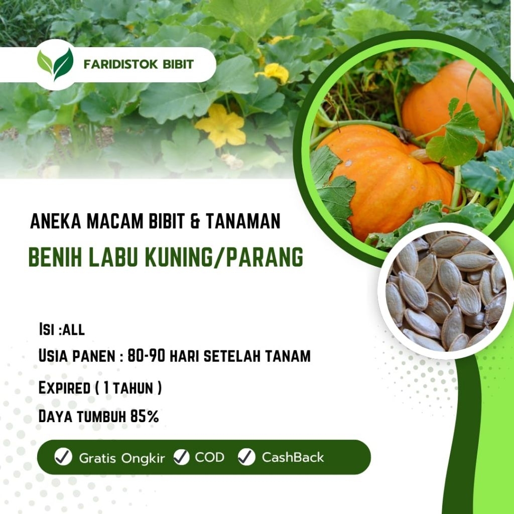 500 biji benih labu kuning unggul