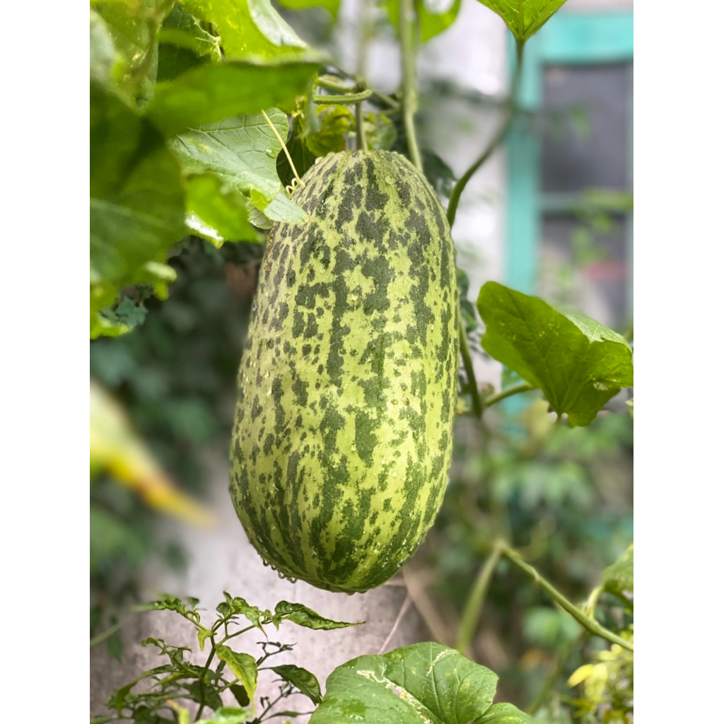 

BIJI TIMUN BELEWAH isi 15