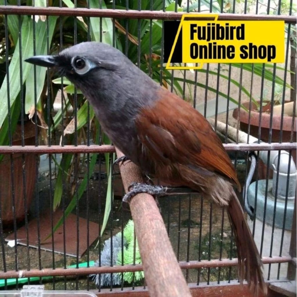 POKSAY MANTEL BAHAN JANTAN PILIHAN