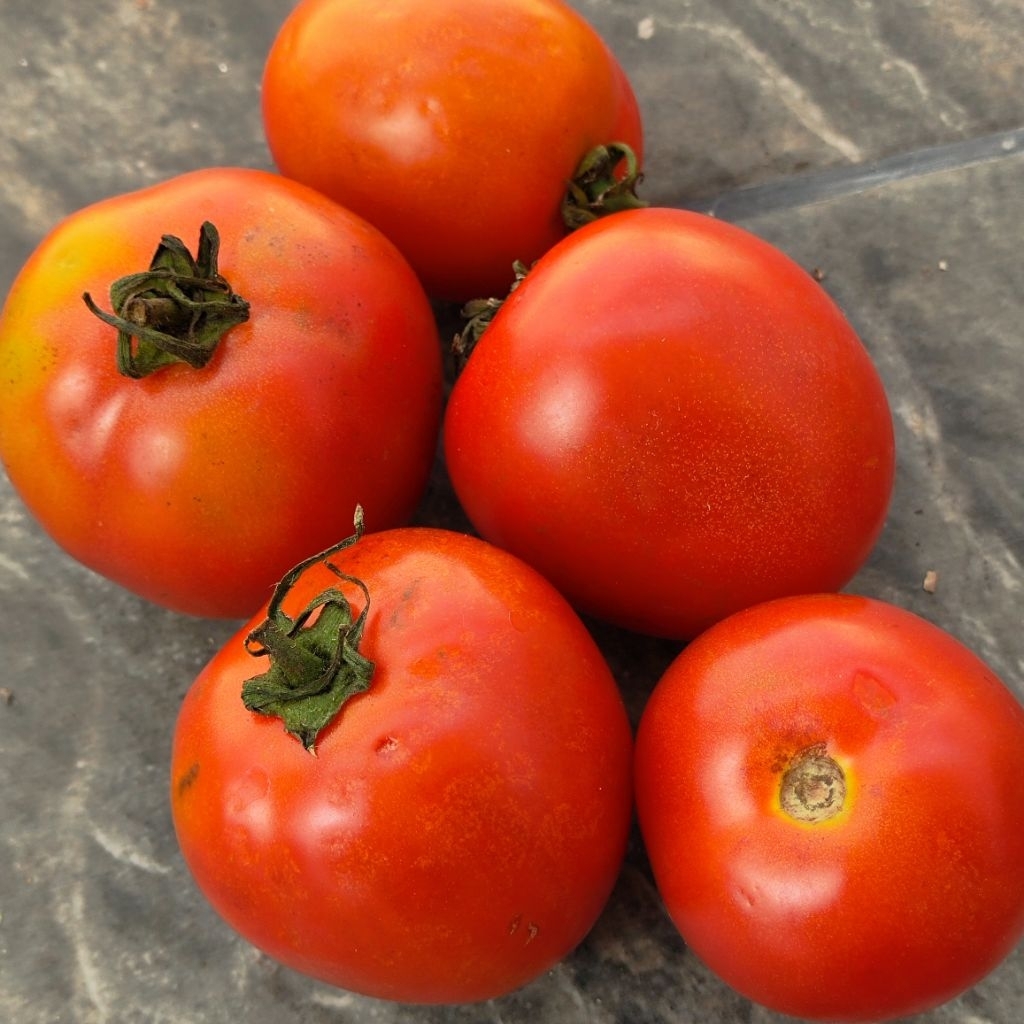 

Agen Tomat Grosir 100gr Tempat Kulak Tomat Supplier Tomat Murah Surabaya Tomat Segar Tomat Harga Partai