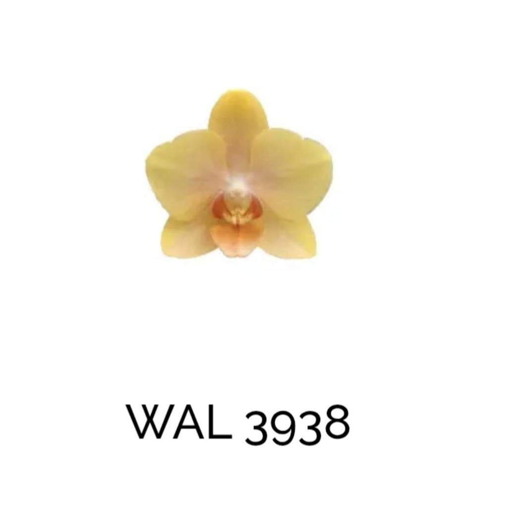 Anggrek Bulan Taiwan Mini Koleksi Yellow Spike