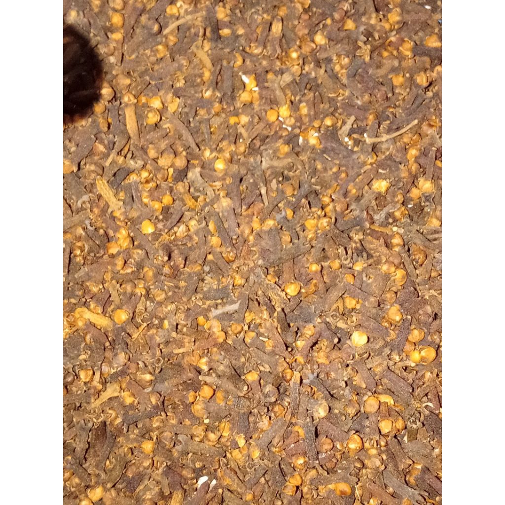 

cengkeh cantik fres dan baru