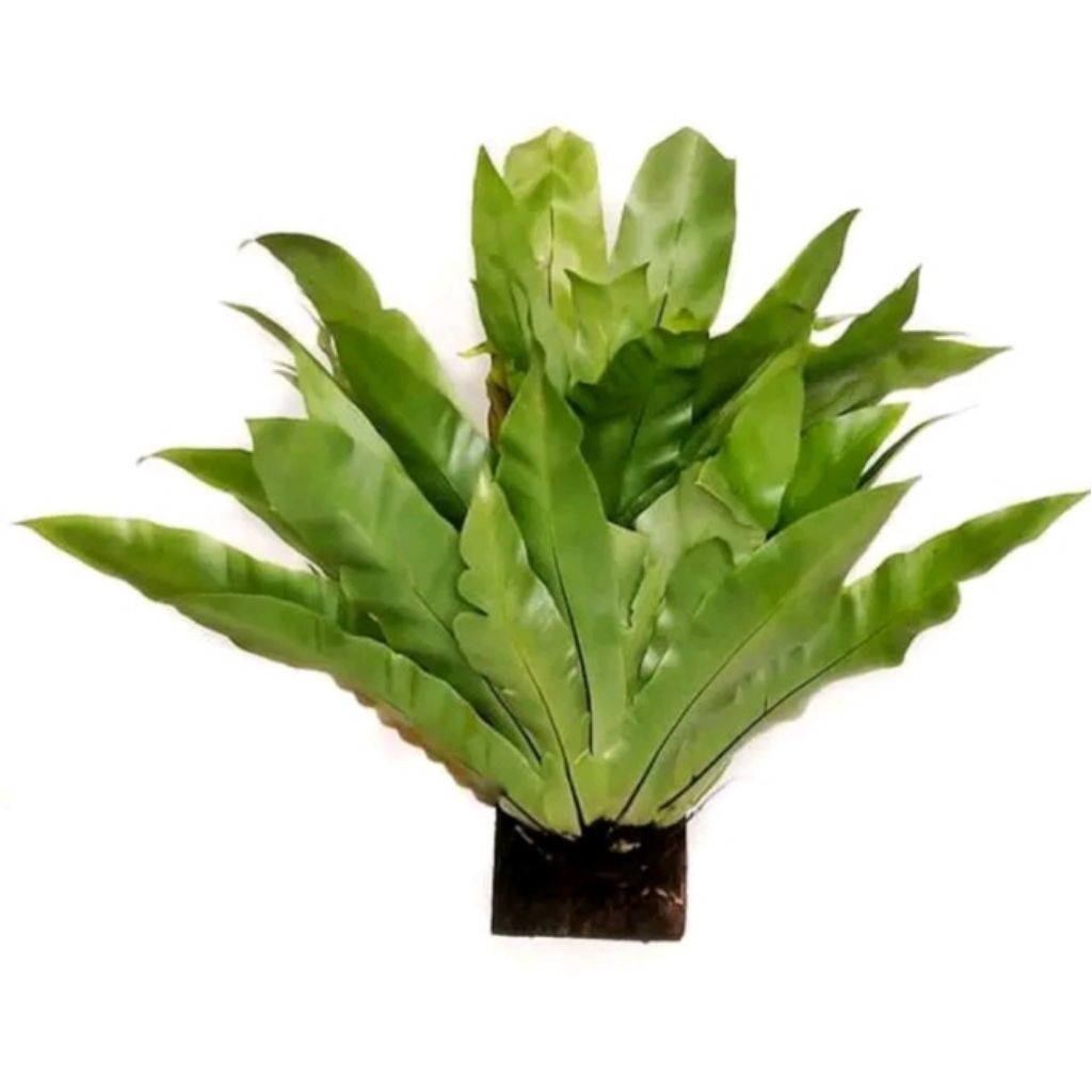 Kadaka hutan ,kadaka hias kadaka murah