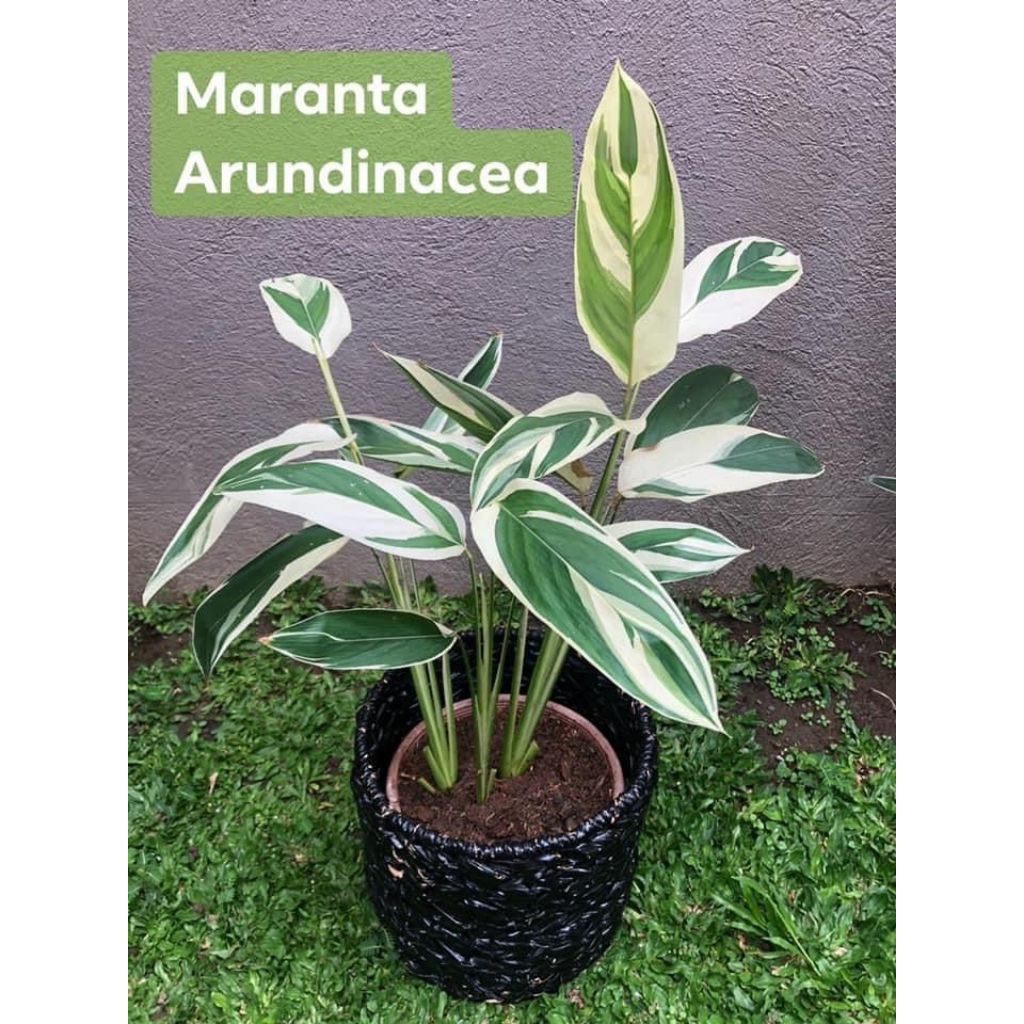 MURAHHtanaman hias calathea arundinacea-calathea maranta