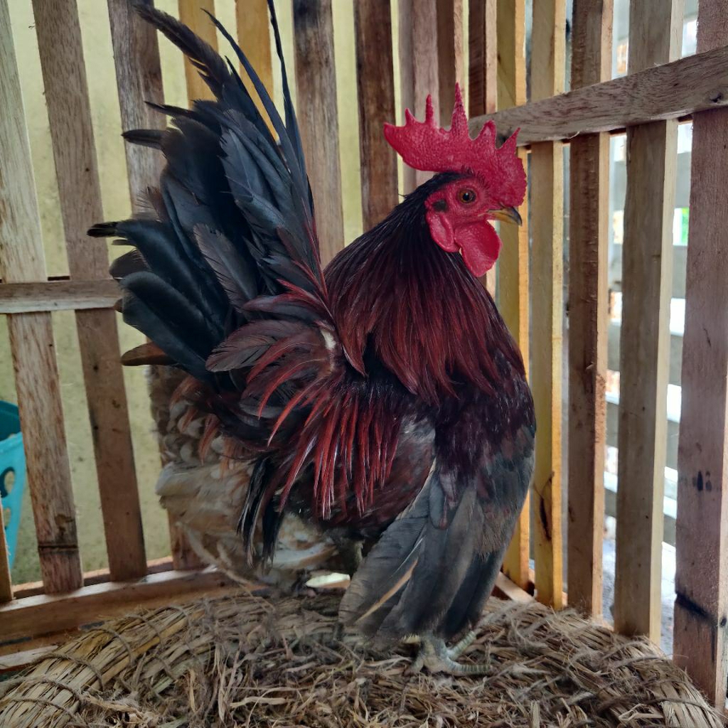 SEPASANGAN AYAM KATE HIDUP PENDEK DEWASA PEKANBARU