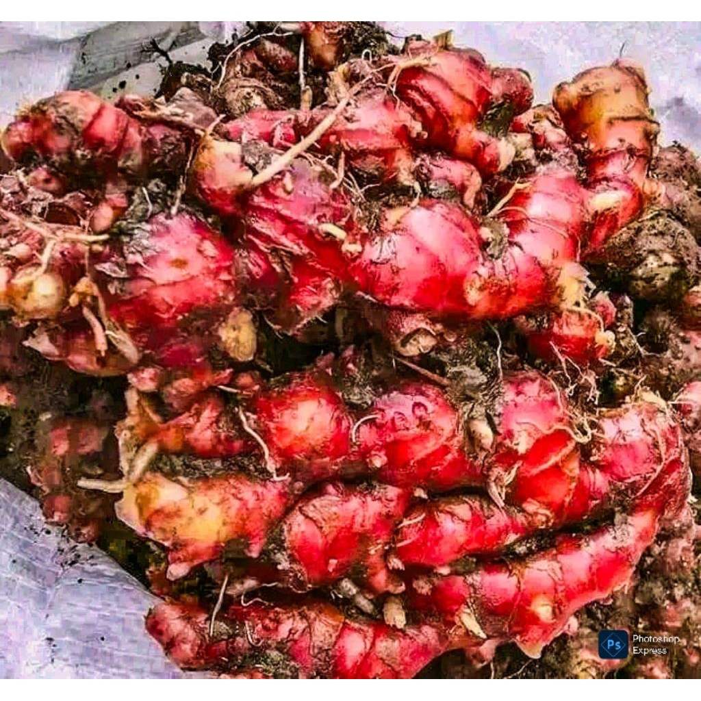 

TERLARIS NO.1 JAHE MERAH JURAGAN JAHE SUPER - MPRIT - GAJAH - PARIS - MPRIT 500GR- 1KG
