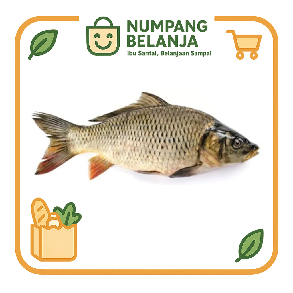 

ikan mas fresh [500g]
