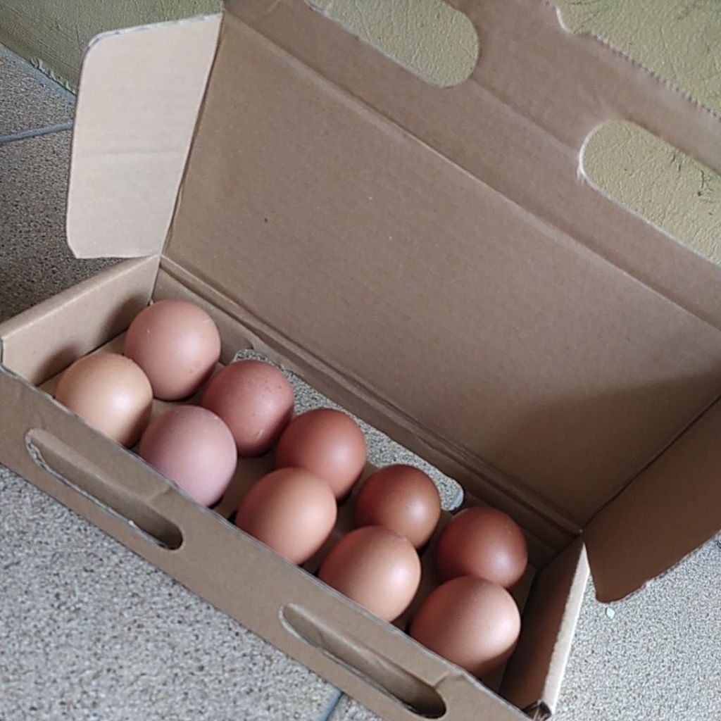 

TELUR AYAM NEGRI / OMEGA 3 ISI 10 (HANYA INSTAN / SAMEDAY)