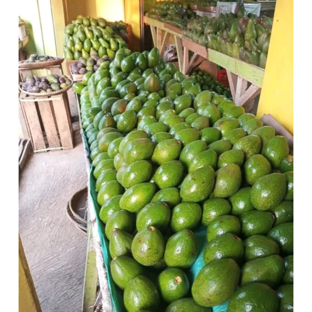 

alpukat mentega/lokal asli bandungan semarang 1kg isi 3-4 buah bergaransi