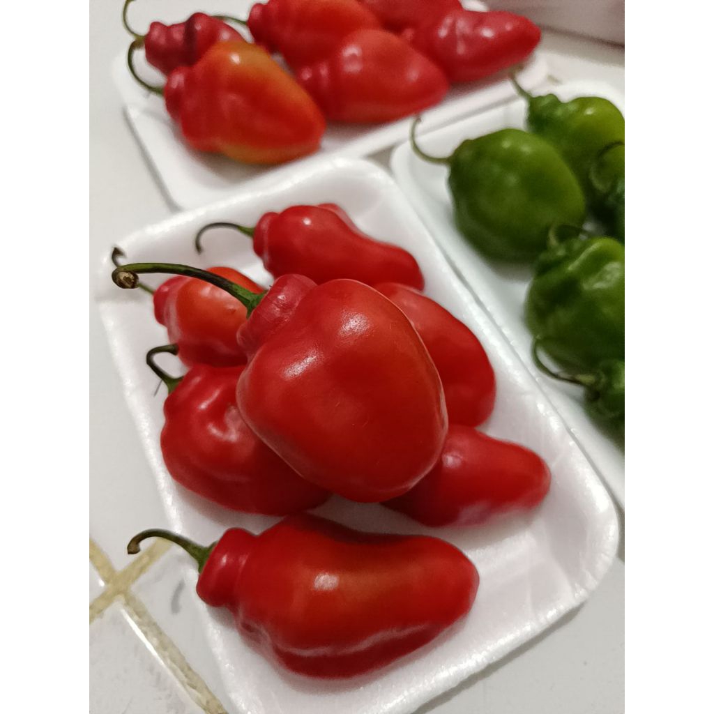 

cabe gendot/ lado kambuik/ cabe bendot