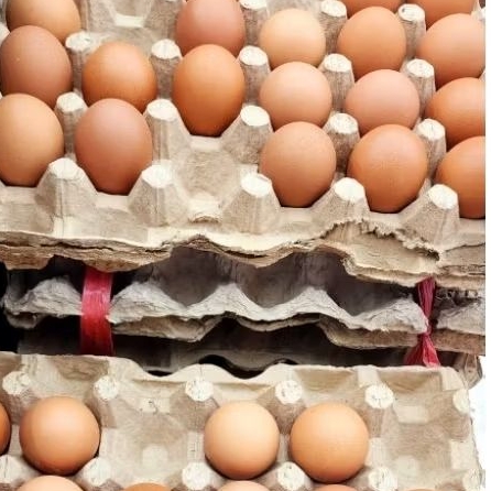 

Telor Ayam Asli dalam negeri sehat berkualitas fresh bersih