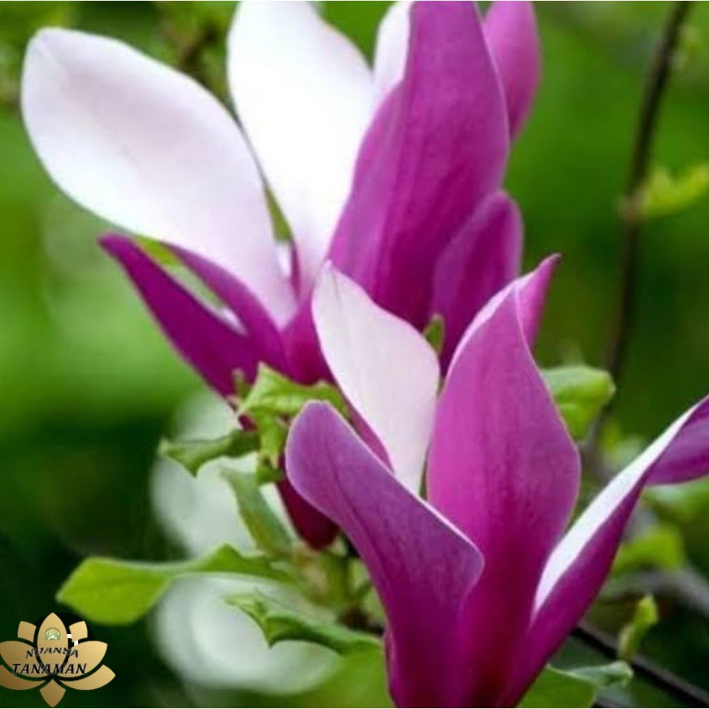 Tanaman Hias Pohon Bunga Kantil Ungu Siap Tanam/Pohon Bunga Kantil