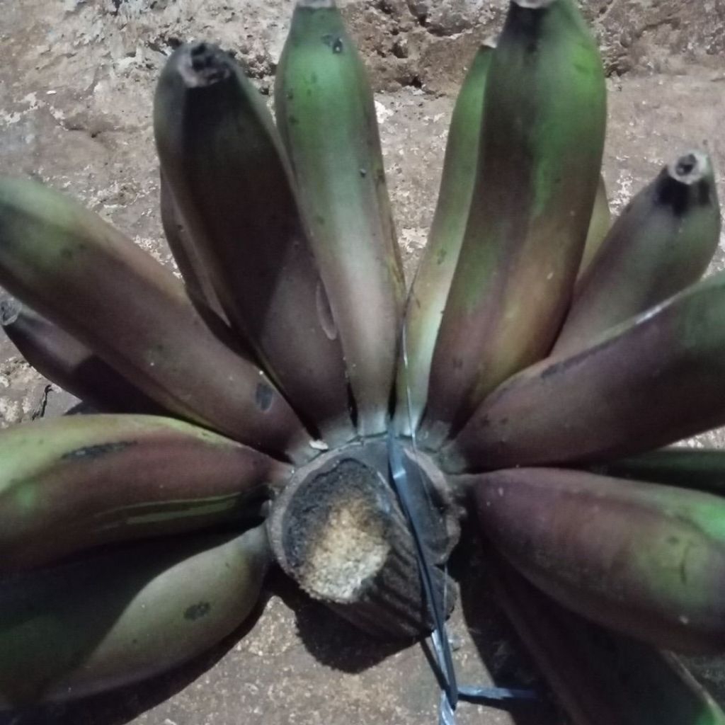 PISANG MERAH KIDANG