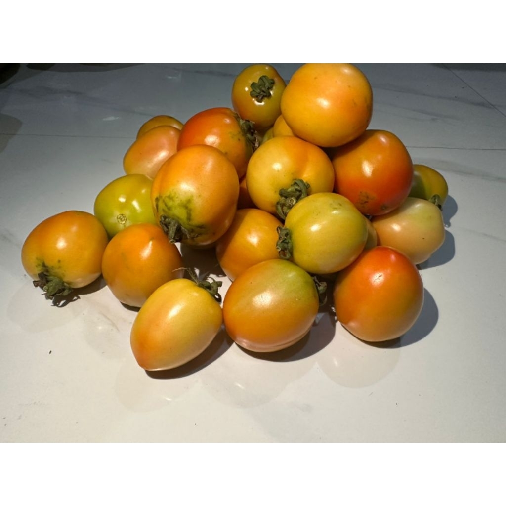 

TOMAT MURAH 1KG