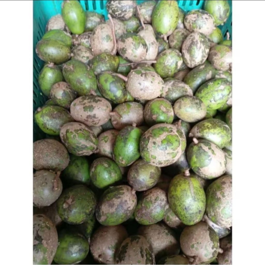 

Buah Kedongdong fresh 1 kg dipetik saat mau di kemas