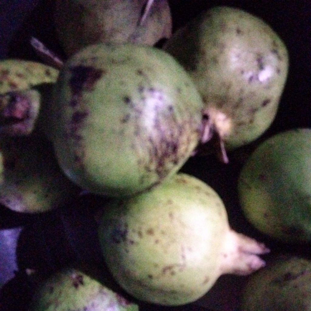 

buah delima lokal 2 biji ukuran kecil fress