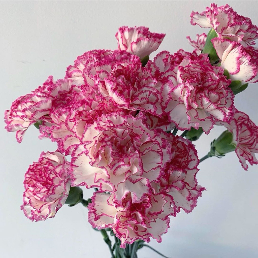 BUNGA ARTIFICIAL / BUNGA ARTIFICIAL CARNATION / CARNATION
