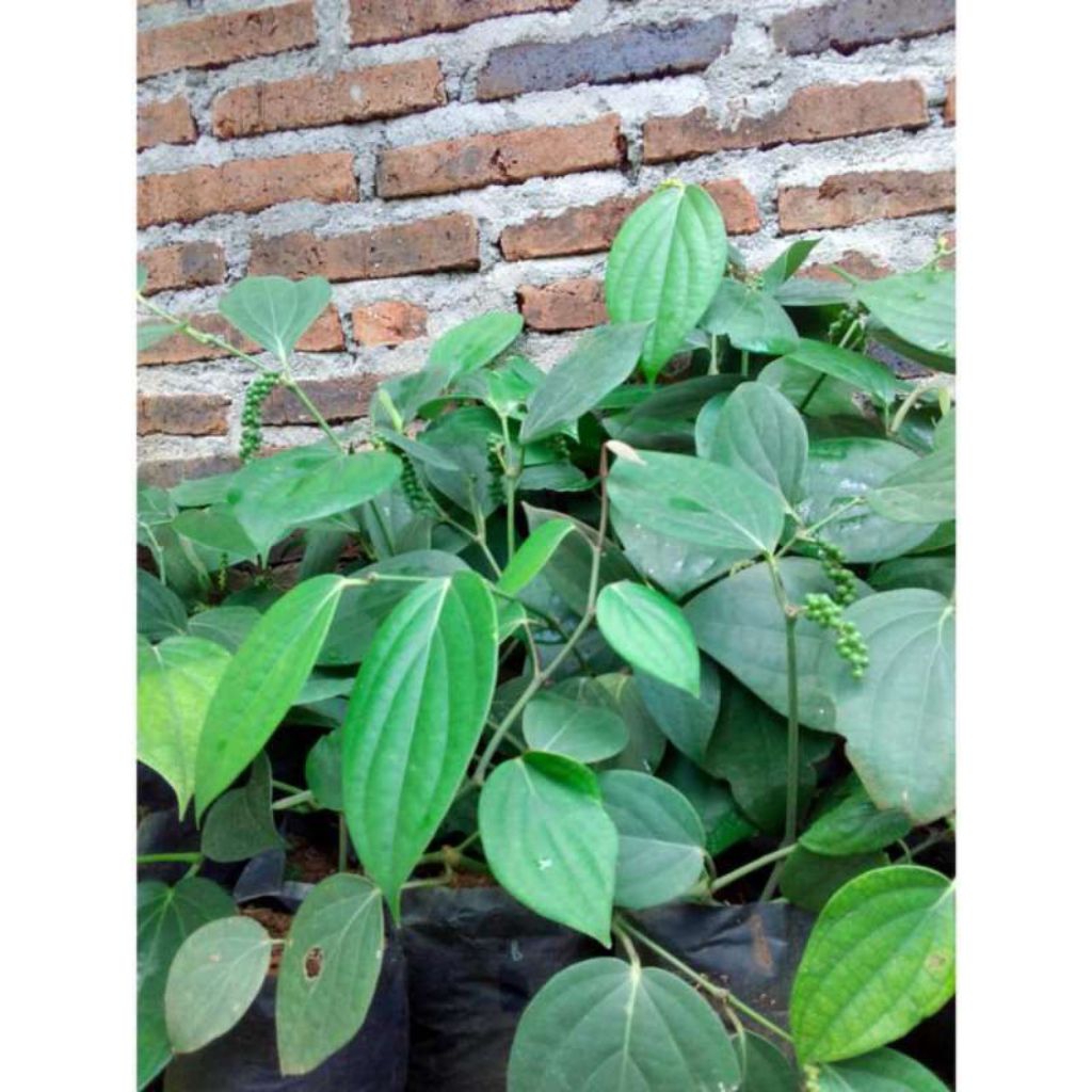 

Daun merica/lada per kg