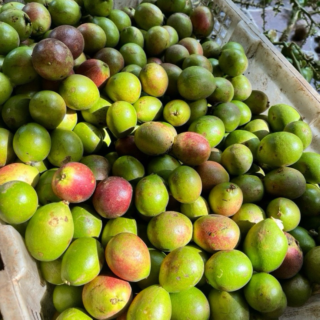 

Buah Matoa Segar perpaduan 3 Rasa (Durian, kelengkeng, rambutan)
