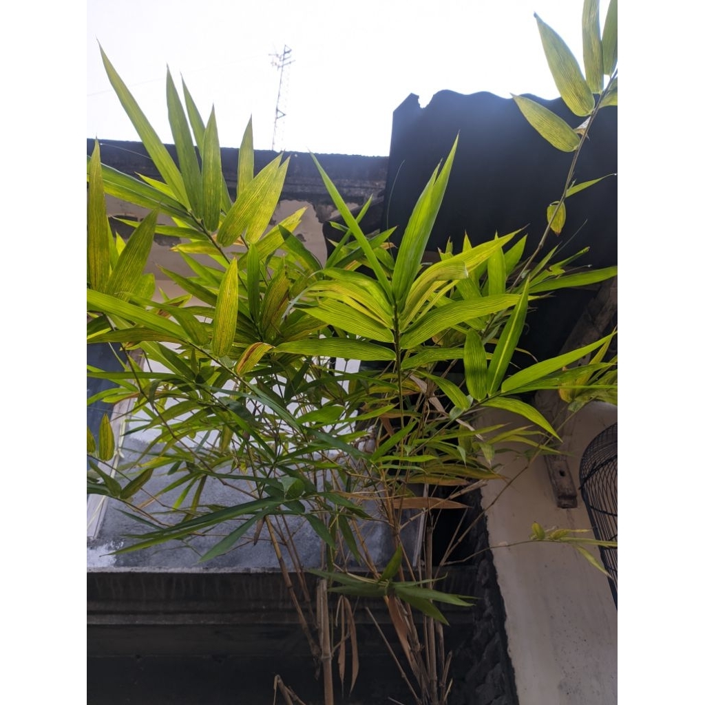 

DAUN PRING KUNING I daun bambu kuning