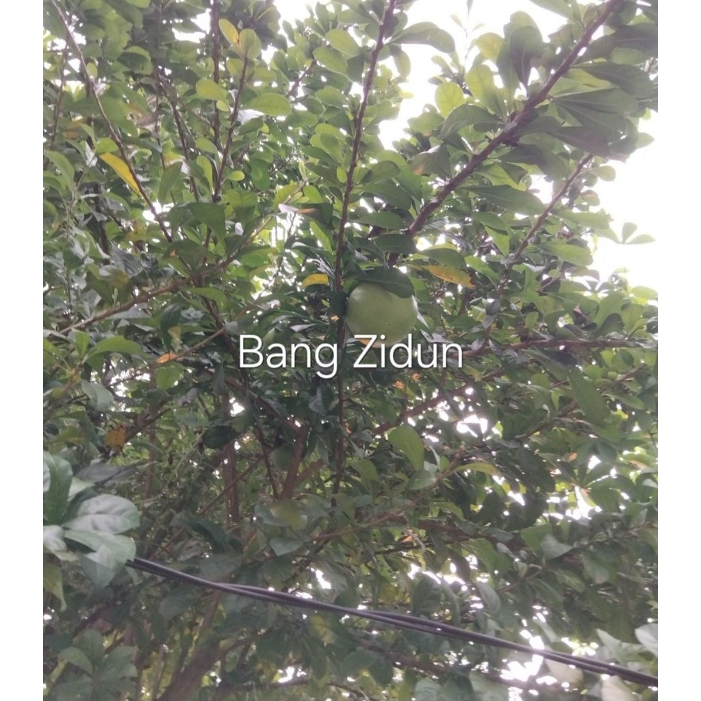 

Daun maja/berenuk 50lembar gratis 50lembar