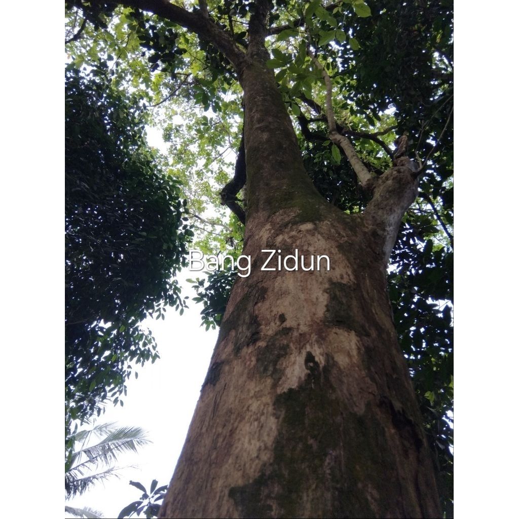 

Kulit pohon laban fresh