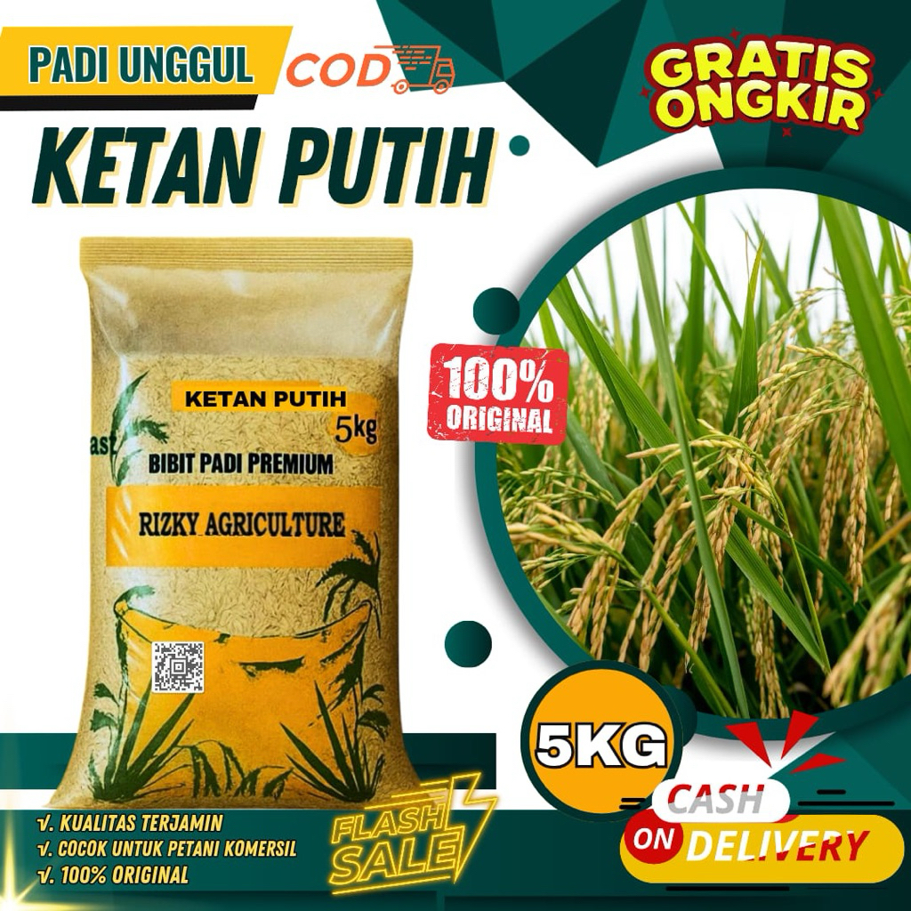 BENIH PADI BIBIT PADI KETAN PUTIH GRENDEL BIBIT UNGGUL 5 Kg