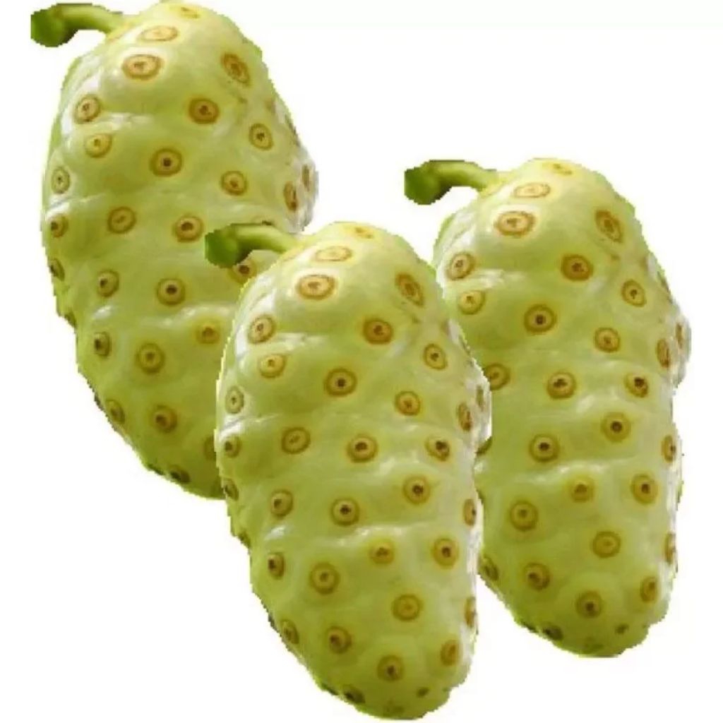 

bauh cangkudu 1kg fresh